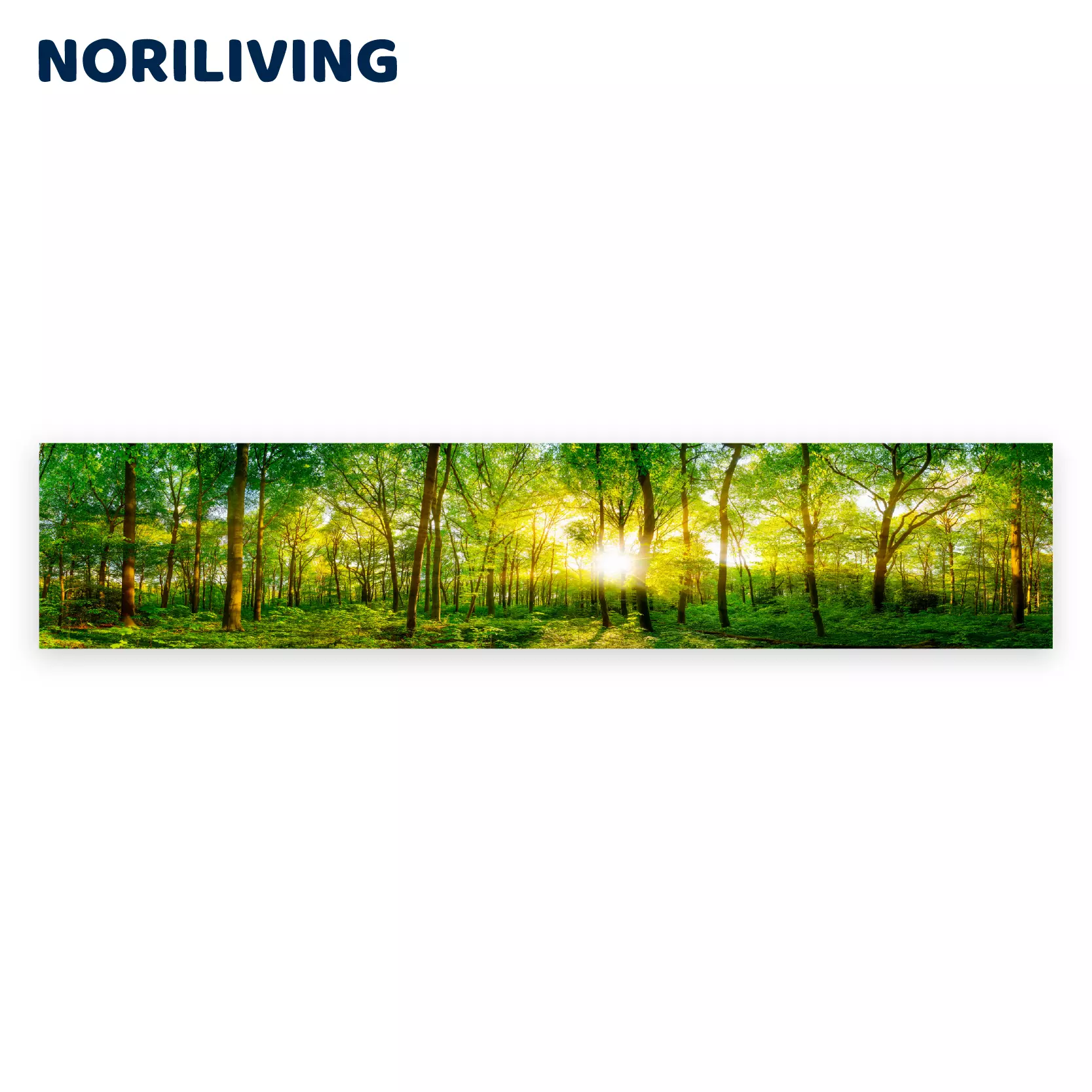 Breites Panorama von einem Wald bei Sonnenlicht, lebendige grüne Blätter und Bäume